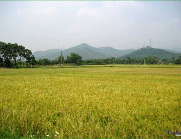 Đông Triều: Mỗi cán bộ kỹ thuật quản lý 356 thành viên, 419 triệu đồng tiền tiết kiệm và 755,5 triệu đồng vốn vay